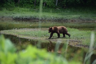 Brown bear stroll