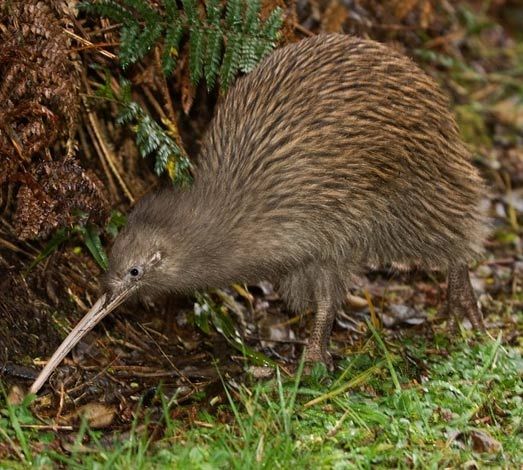 Brown Kiwi